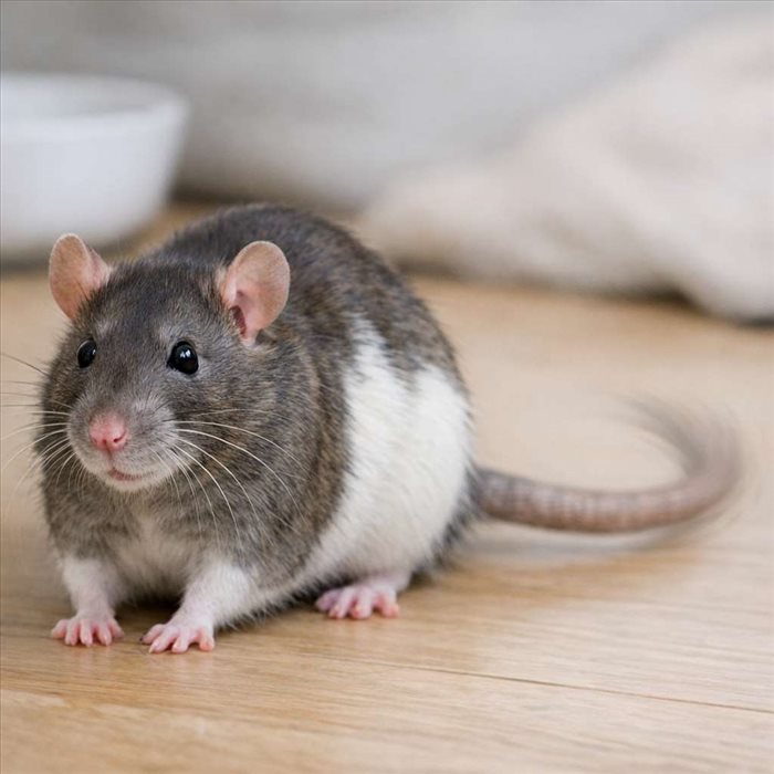 Que signifie un rat qui remue la queue ? Explications