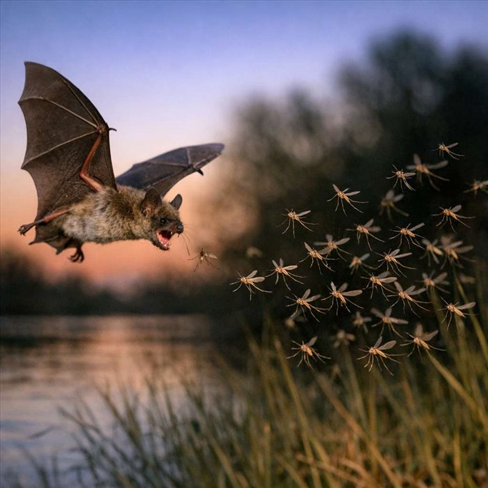Chauves-souris et moustiques : comment elles régulent les populations
