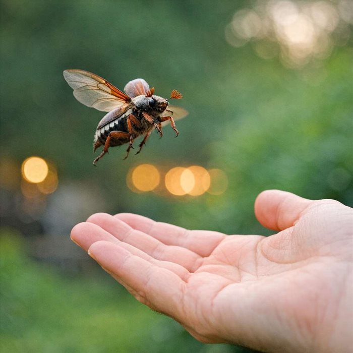 Pourquoi les hannetons volent-ils souvent vers les humains ?